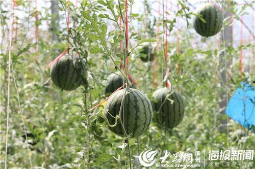 睢宁网红吃瓜事件视频,揭秘网络争议背后的真相